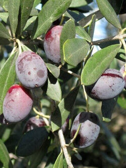 มะกอกโอลีฟ (European Olive Oil) / 5 เม็ด (Portugal)*