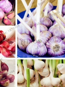 กระเทียม (Garlic) คละ / 50 เม็ด