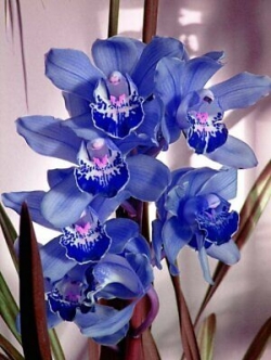 กล้วยไม้ญี่ปุ่น (Japanese Orchid) สีฟ้า / 100 เม็ด