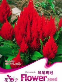 สร้อยไก่ (Plumed Celosia) สีแดง / ซอง 50 เม็ด (A067)