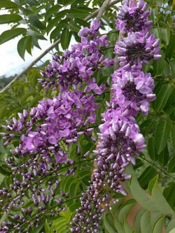 ต้นคูนม่วงแคระ คูนดอกสีม่วง ม่วงระย้า ดอกหอม สูง 60-80 ซ.ม.