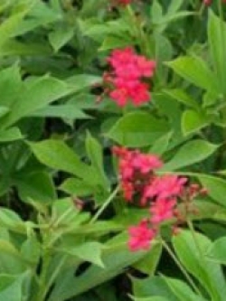 ต้นเข็มปัตตาเวีย กระถาง 8 นิ้ว สูง 20-30 ซ.ม.