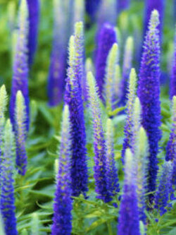 สไปค์ สปีดเวลล์ (Spike Speedwell) / 1300 เม็ด (UK)