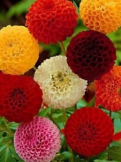 ดาห์เลีย หรือรักเร่ (Dahlia) คละ / 200 เม็ด