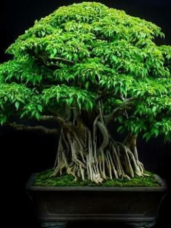 ไทร บอนไซ หรือไทรแคระ (Ficus Tree) / 50 เม็ด (Indonesia)