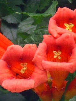 มธุลดา ดอกสีส้ม (Orange Trumpet Vine) / 10 เม็ด (USA)