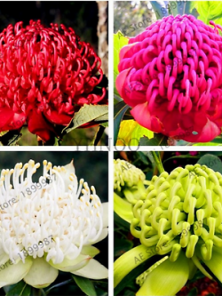 วาราท่าห์ (Waratah) คละสี / 100 เม็ด