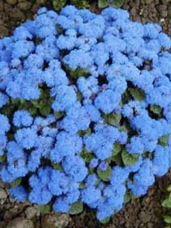 อะเจอราตุ้ม สีฟ้า (Blue Ageratum) / 4,000 เม็ด (Serbia)