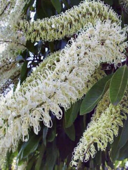 บัคกิ้งแฮม หรือไอวอรี่ เคิร์ล (Buckingham / Ivory Curl) / 5 เม็ด (Australia)