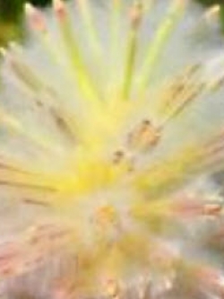 หญ้าหางหมาจิ้งจอก สีเหลือง / 100 เม็ด