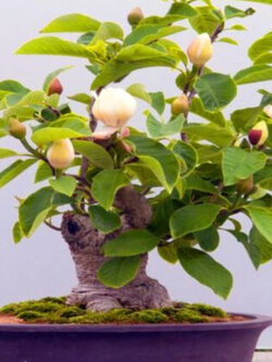 แม็กโนเลีย ไวน์ (Magnolia Vine) บอนไซ / 20 เม็ด (UK)