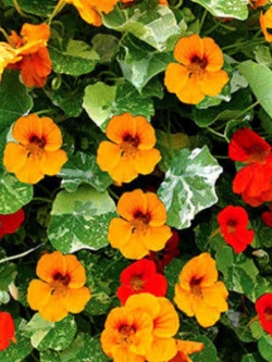 แนสเดอเตียม (Nasturtium Tom Thumb) คละสี / 10 เม็ด (UK)
