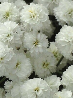 ยาร์โรว์ เดอะ เพิร์ล (Yarrow - The Pearl) / 800 เม็ด (UK)