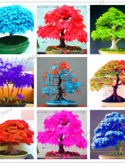 เมเปิ้ล บอนไซ (Maple bonsai) คละ / 25 เม็ด