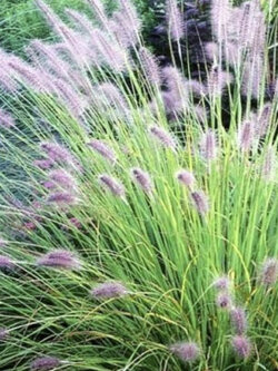 หญ้าน้ำพุจีน (Chinese Fountain Grass) / 500 เม็ด (France)