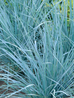 หญ้า บลูเลิฟ (Blue Love Grass) / 100 เม็ด (USA)