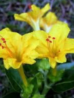 บานเย็น สีเหลือง / 20 เม็ด (ไทย)