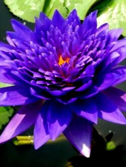 บัวฉลองขวัญ (King of Siam) สีม่วง / 200 เม็ด