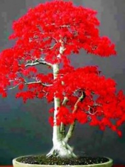 เมเปิ้ลอเมริกันบอนไซ (American Maple Bonsai) สีแดงเลือด / 10 เม็ด