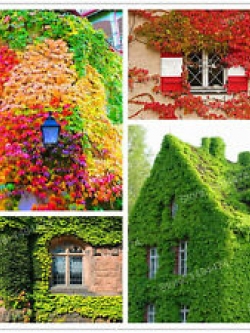 ไอวี่ (Ivy) คละ / 50 เม็ด (China)