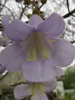 พอโลเนีย เพาโลเนีย (Paulownia elongata) / 500 เม็ด (Croatia) ไม้โตเร็วมาก