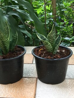 ต้นลิ้นมังกรแคระ ด่าง กระถาง 6 นิ้ว / ต้น