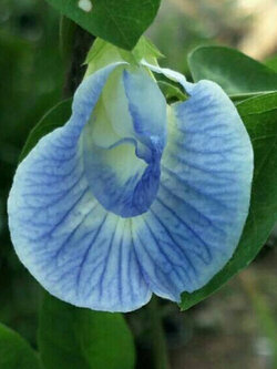 อัญชัน สีฟ้าอ่อน ชั้นเดียว / 20 เม็ด (P2S)