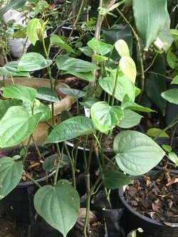 ต้นพริกไทยซีลอน (M) / ต้น