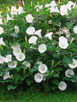 ลำโพงดอกขาว (Devil's Trumpet / Datura metel) / 50 เม็ด (UK)