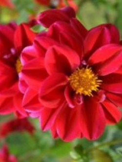 รักเร่ (Dahlia) สีแดง / ซอง 50 เม็ด (A272)