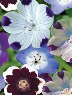 เนโมฟีล่า - ไฟฟ์สป็อท (Nemophila - Fivespot) / 75 เม็ด (Ukraine)