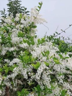 ต้นพวงคราม ดอกขาว สูง 130-150 ซ.ม. / ต้น