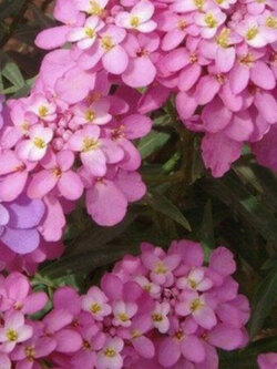 แคนดี้ทัฟท์ (Candytuft) คละ / 100 เม็ด