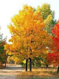 เมเปิ้ลต้น (Maple tree) คละสี / 10 เม็ด