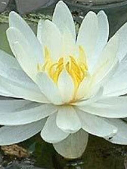 บัวสายขาว / 200 เม็ด*