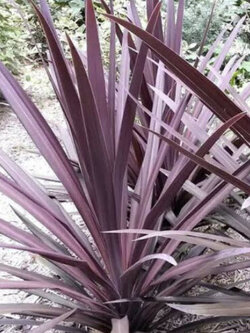 จันผาม่วงออสเตรเลีย หรือปาล์มใบม่วง (Cordyline Australis / Red Cabbage) / 10 เม็ด (UK)*