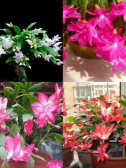 คริสมาสแคคตัส หรือมังกรคาบแก้ว (Christmas Cactus) คละ / 100 เม็ด