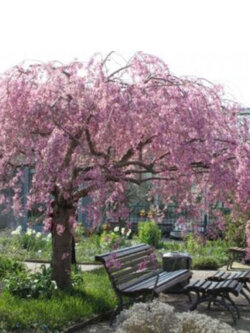 วีบพิ่ง ไฮแกน เชอรี่ (Weeping Higan Cherry) / 5 เม็ด (Russia)