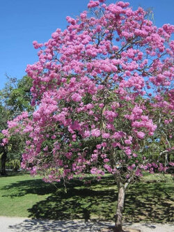 ต้น พันธุ์ทิพย์พวง หรือชมพู่พันธุ์ทิพย์ฮาวาย เพาะเมล็ด สูง 15-30 ซ.ม.