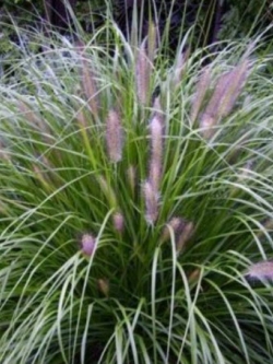 หญ้าน้ำพุจีน (Chinese Fountain Grass) / 100 เม็ด (France)*