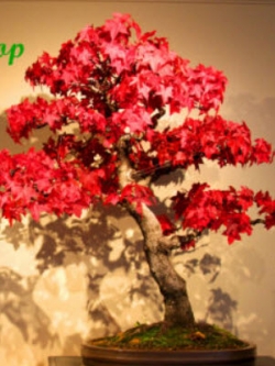 อเมริกัน สวีทกัม (American Sweetgum) / 50 เม็ด (UK)