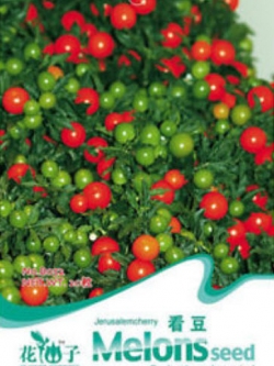 ๋๋เชอรี่ เยรูซาเล็ม / ซอง 20 เม็ด (B052)