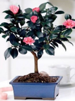 คามิเลีย (Camellia) / 10 เม็ด
