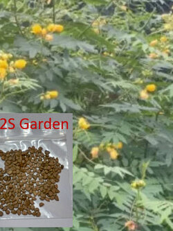 ขี้เหล็ก ขี้เหล็กไทย ขี้เหล็กบ้าน / 200 เมล็ด