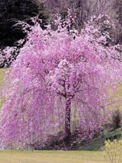 วีบพิ่ง เชอรี่ (Weeping Cherry - Pink Fountain) / 20 เม็ด