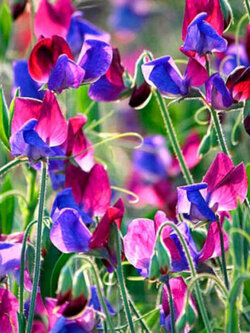 สวีท พี (Sweet Pea - Old Spice - Cupani) / 35 เม็ด (UK)*