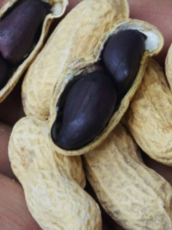 ถั่วลิสง (Groundnut) ดำ / 10 เม็ด (นอก)