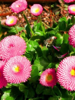 อิงลิช เดซี่ (English Daisy) สีชมพู / 500 เม็ด (UK)