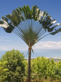 กล้วยพัด (Ravenala madagascariensis) ใบเขียว / 5 เม็ด (UK)