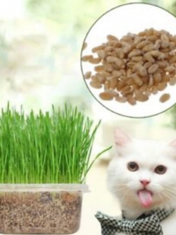 หญ้าแมว (Cat Grass) / 400 เม็ด (นอก)*